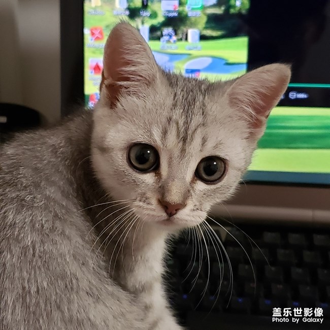 听说有人喜欢猫？