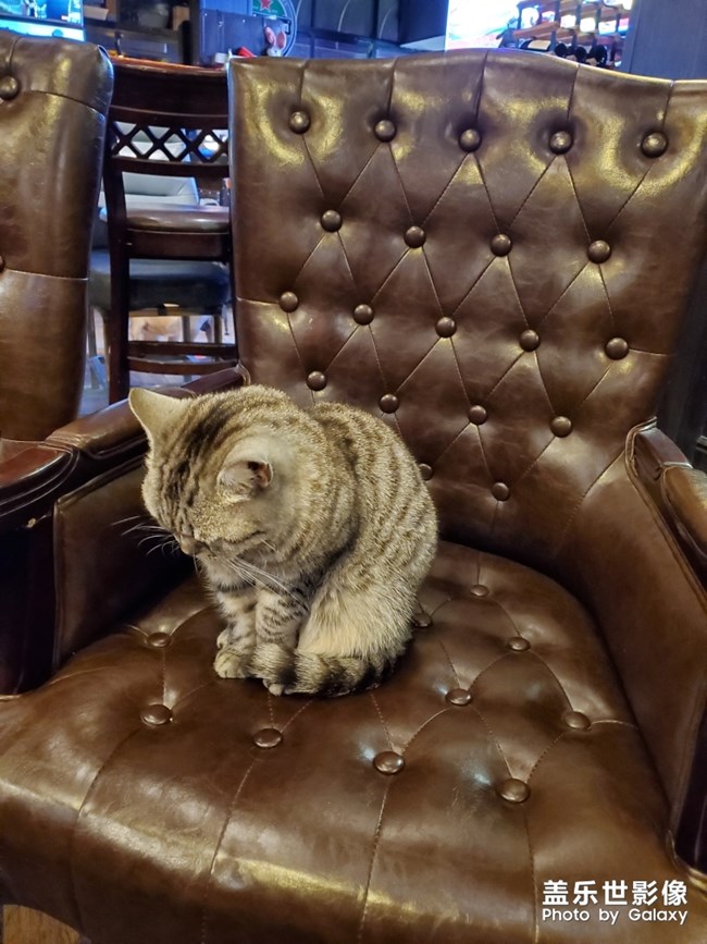 *惹猫怒