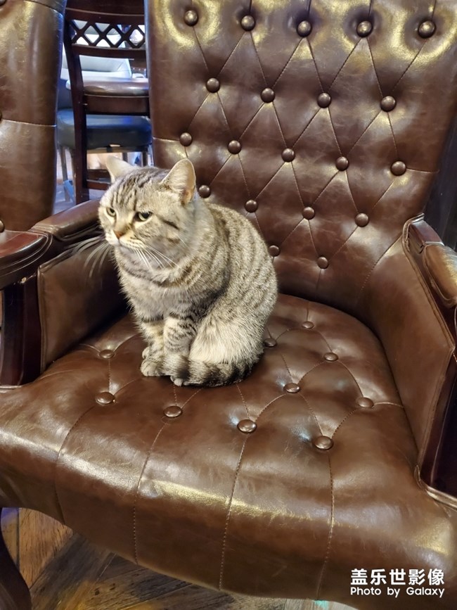*惹猫怒