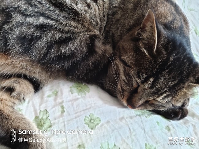 手机拍照比较不错