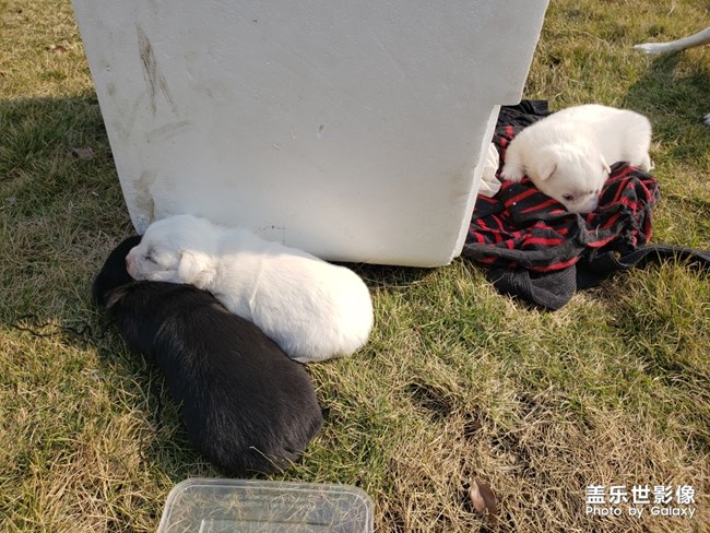 单位食堂的狗子过了三个小狗子