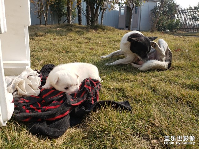 单位食堂的狗子过了三个小狗子