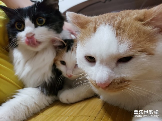 毛茸茸的家伙们