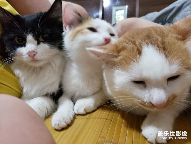 毛茸茸的家伙们
