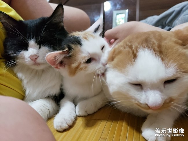 毛茸茸的家伙们