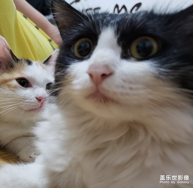 毛茸茸的家伙们