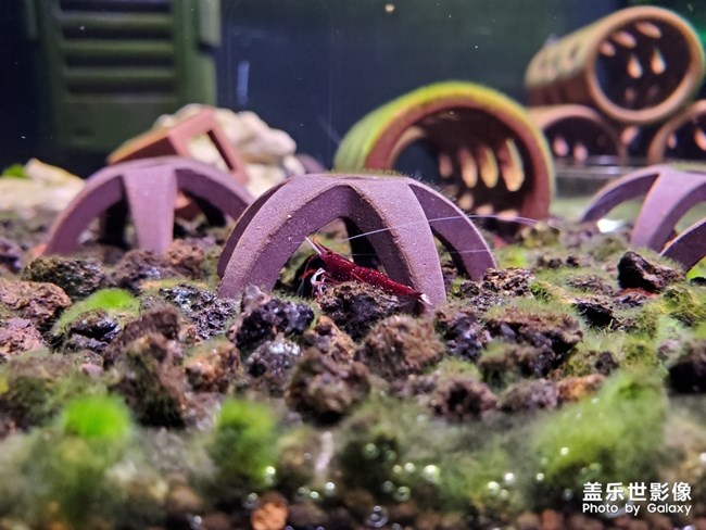 苏拉威西虾-白袜