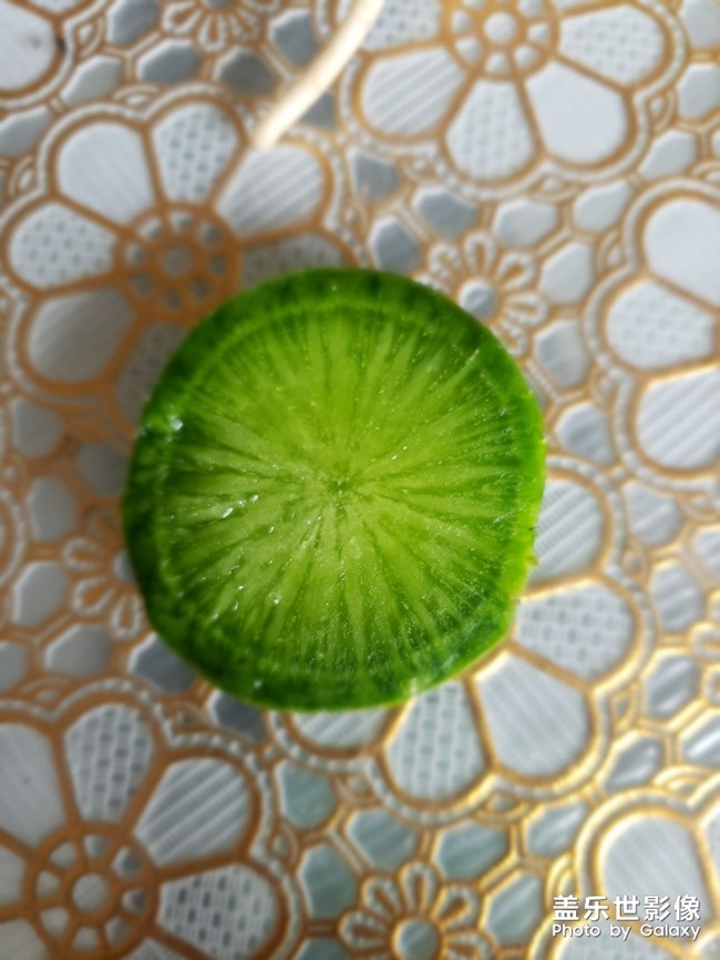 潍县萝卜