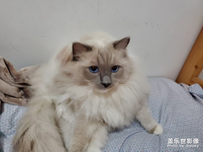 我家小乖