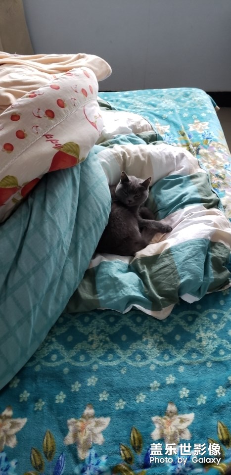 【双旦惊喜】+小猫咪