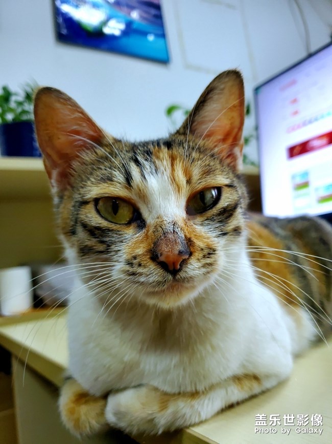 办公室里的流浪猫