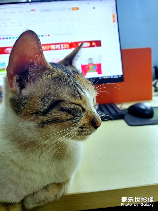 办公室里的流浪猫