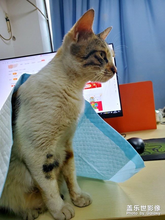 办公室里的流浪猫