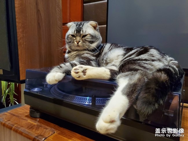 自我的猫