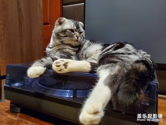 自我的猫