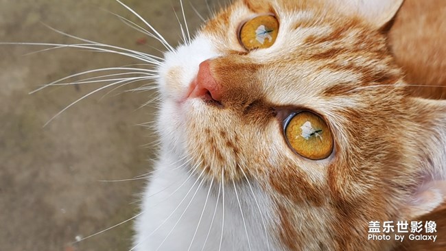 小猫