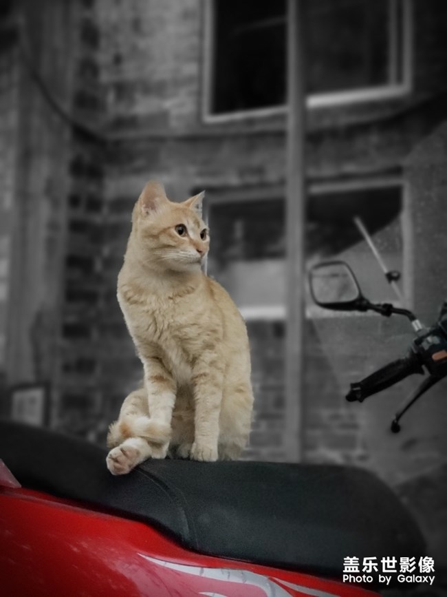 一只猫的阴雨天