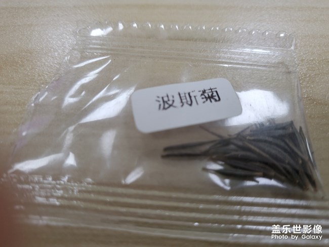 不吹不黑z flip驾到