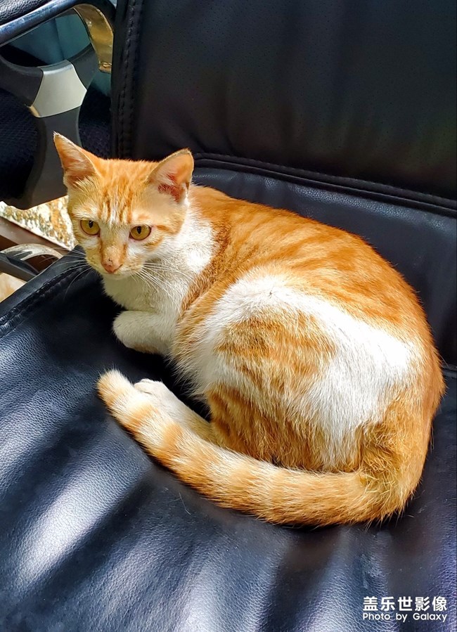 办公室里的流浪猫~傻猫的母亲