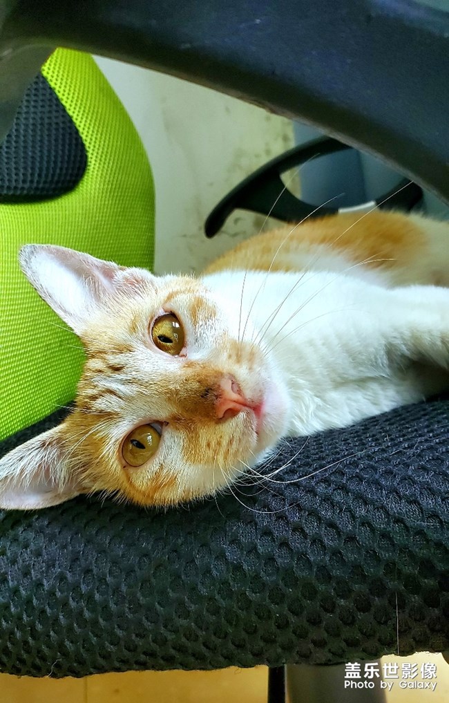 办公室里的流浪猫~傻猫的母亲