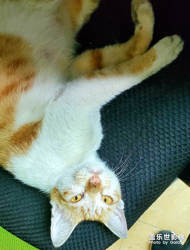 办公室里的流浪猫~傻猫的母亲