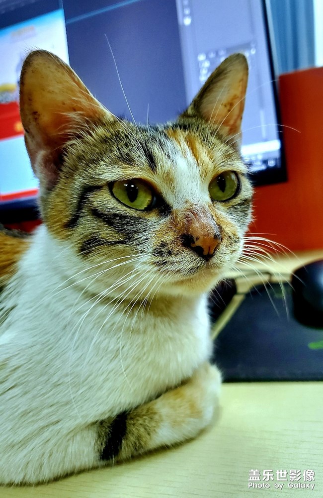 办公室里的流浪猫~傻猫的母亲