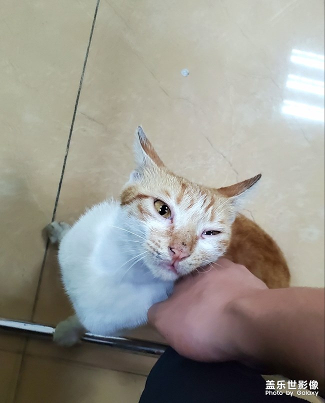 办公室里的流浪猫~傻猫的母亲