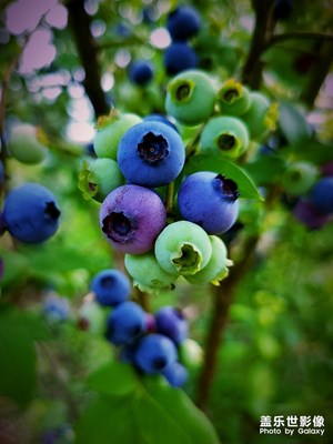 采蓝莓
