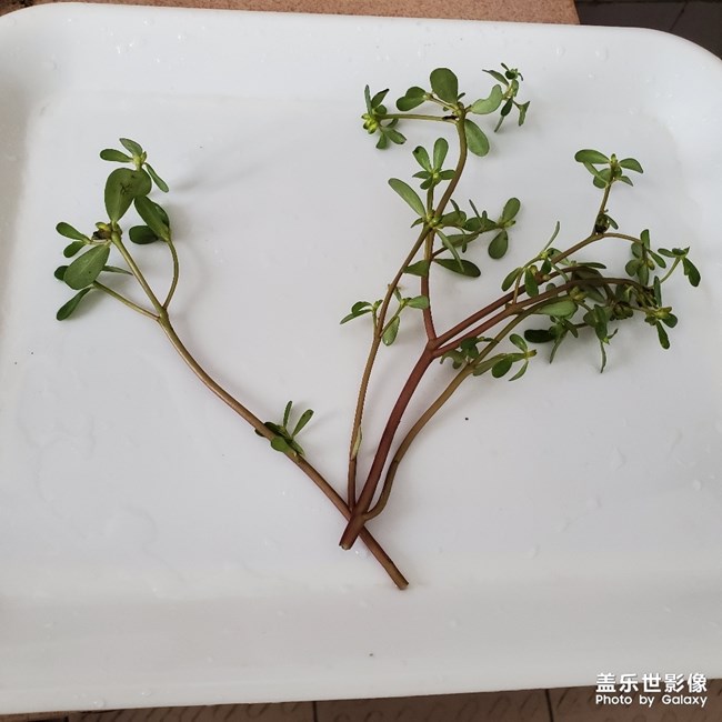 两种口味