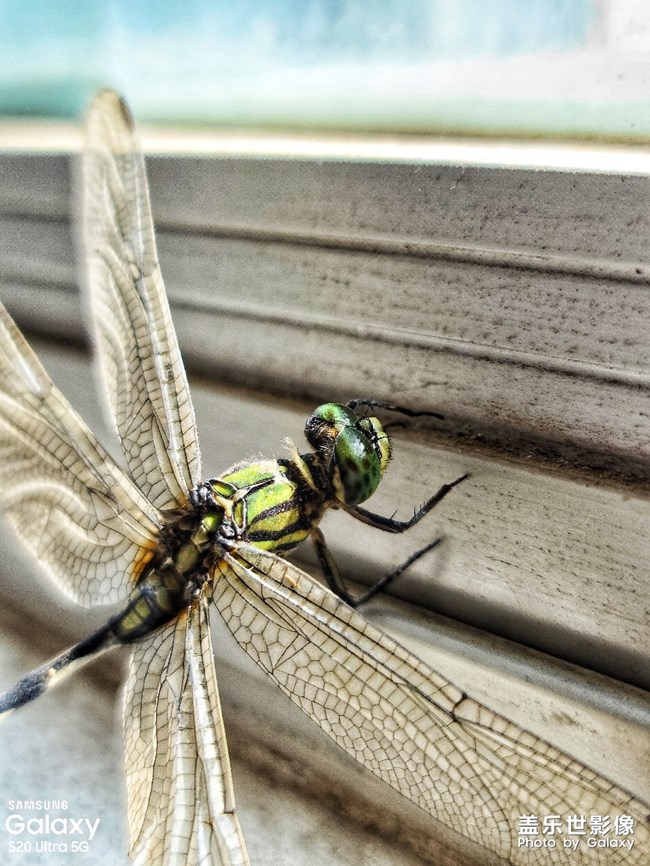 今天公司阳台发现一只享受日光浴的小蜻蜓😀