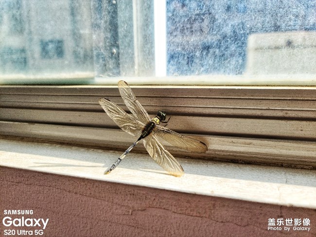 今天公司阳台发现一只享受日光浴的小蜻蜓😀