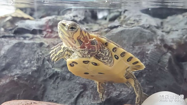 可爱的小乌龟