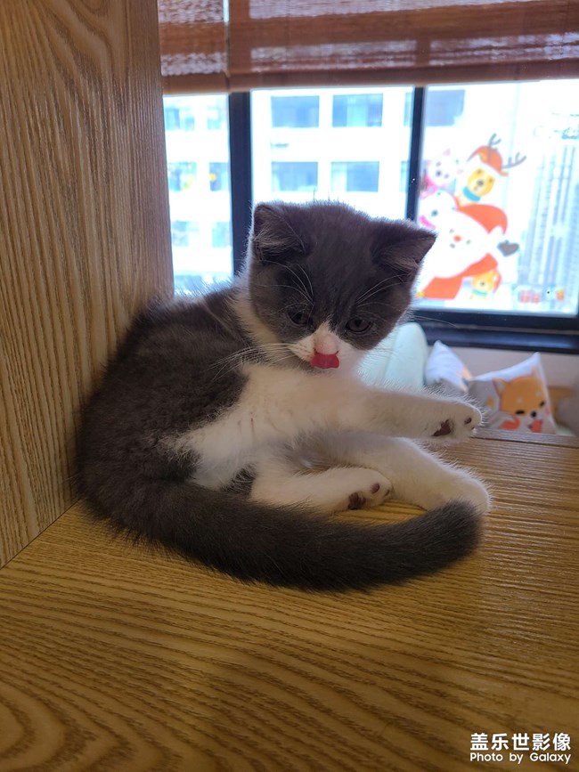 狗咖