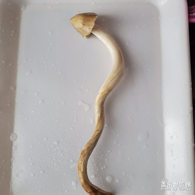 高考餐