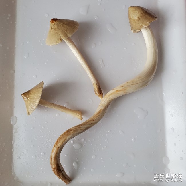 高考餐
