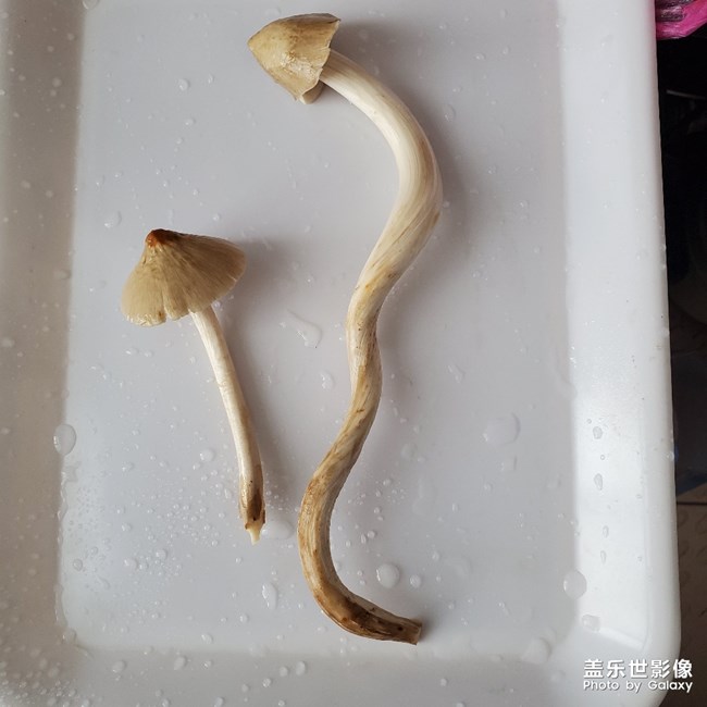 高考餐