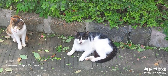 谁家的小猫咪