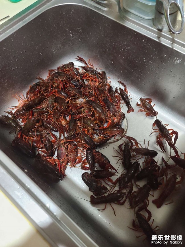 今天给家人做一个小龙虾 今天给家人做一个小龙虾