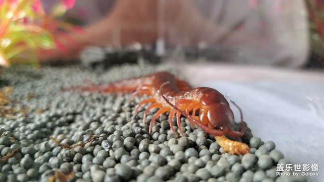 红龙