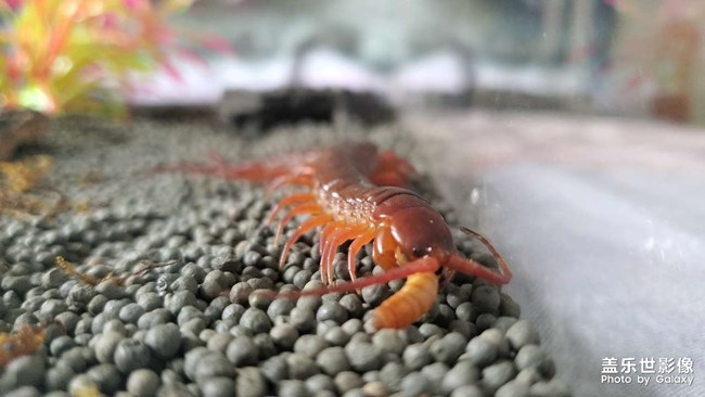 红龙