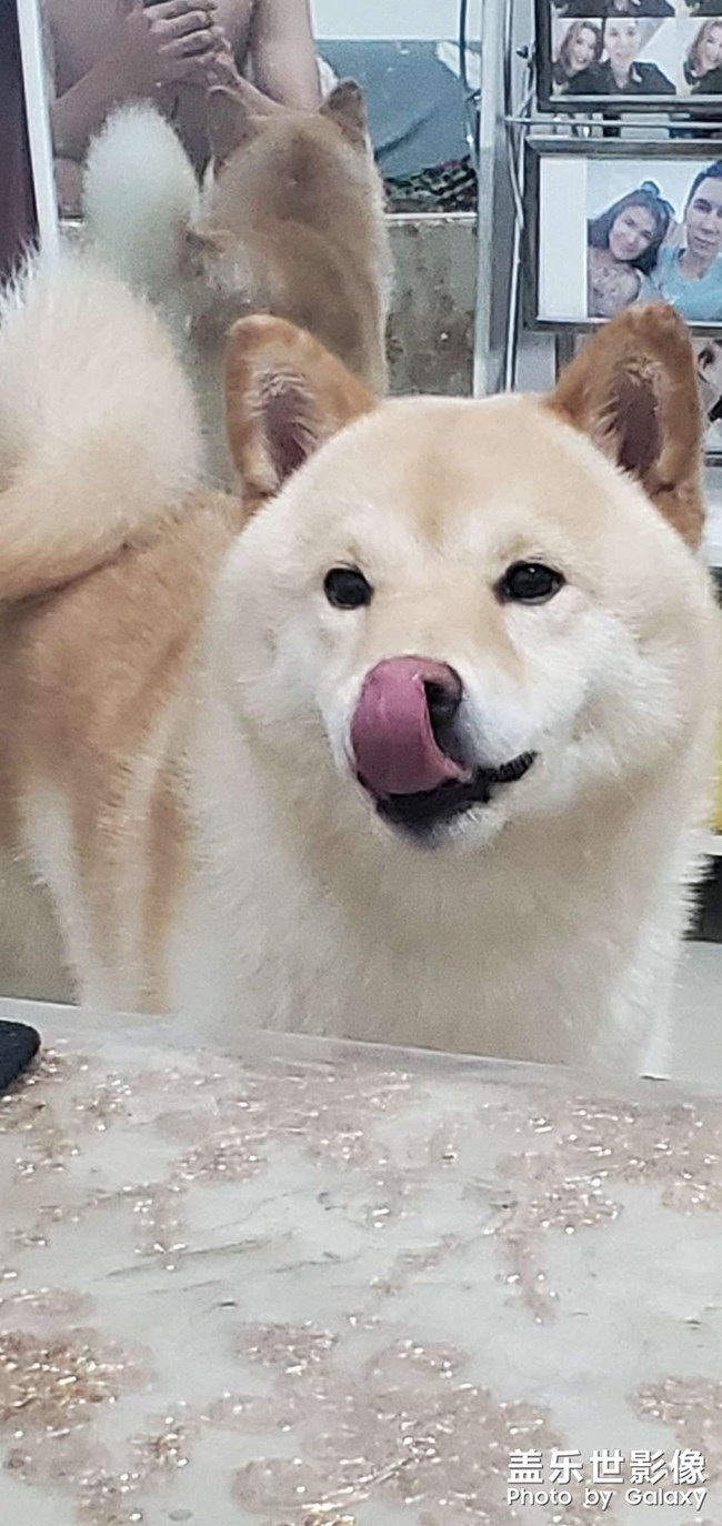 柴犬，雪郎