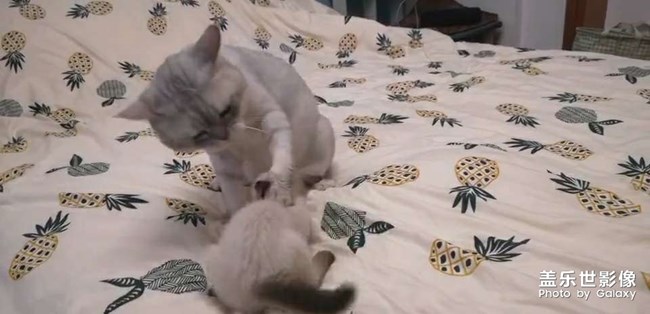 大猫猫