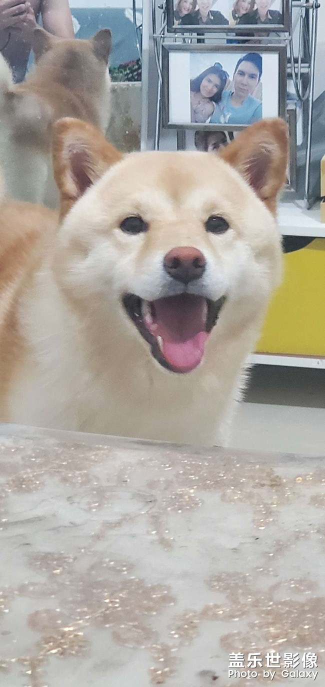 柴犬，雪郎