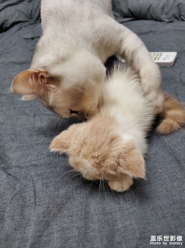 大猫猫