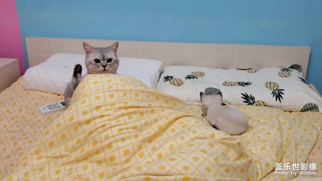 大猫猫