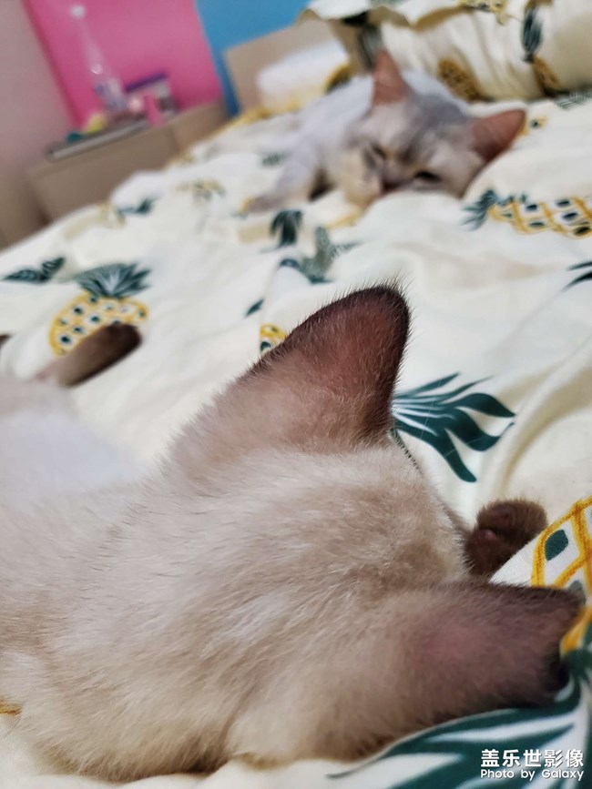 大猫猫