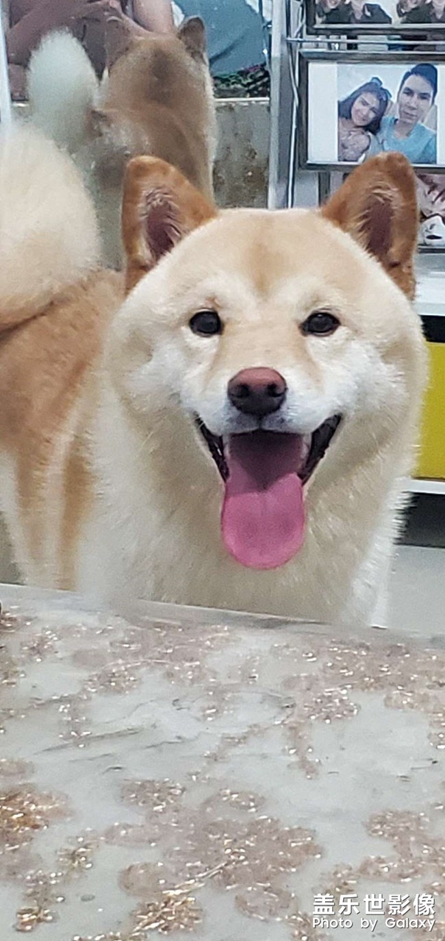 柴犬，雪郎