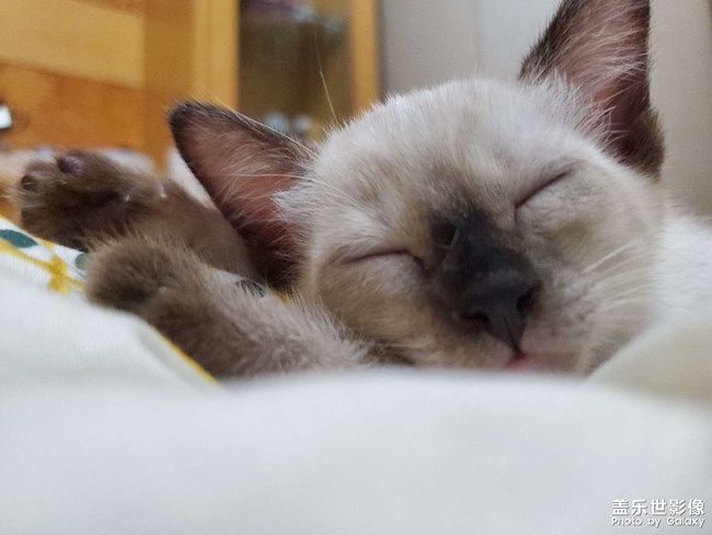 大猫猫