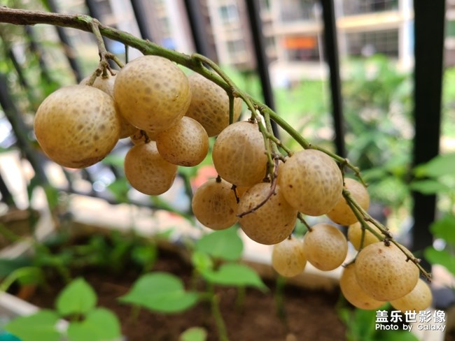 山黄皮腌制