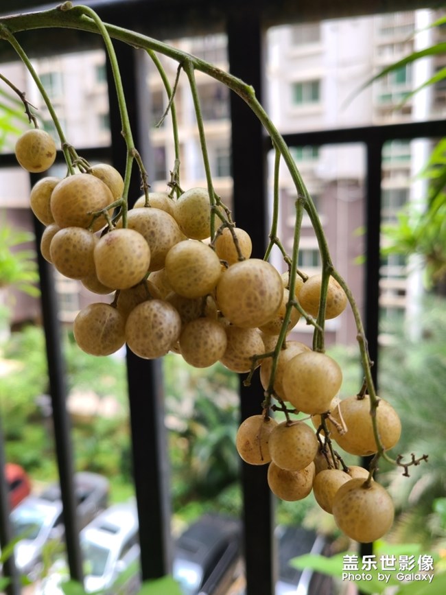 山黄皮腌制